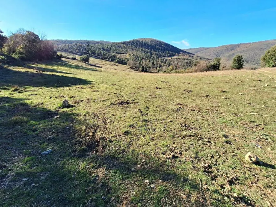 Immagine 10 di Terreno in vendita  in Località Canneto, N. Snc a Monteverdi Marittimo