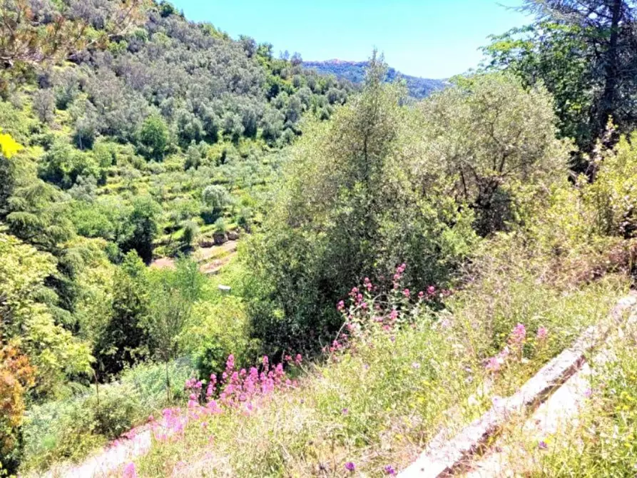 Immagine 4 di Terreno in vendita  in Strada Provinciale 45, N. snc a Pietrabruna