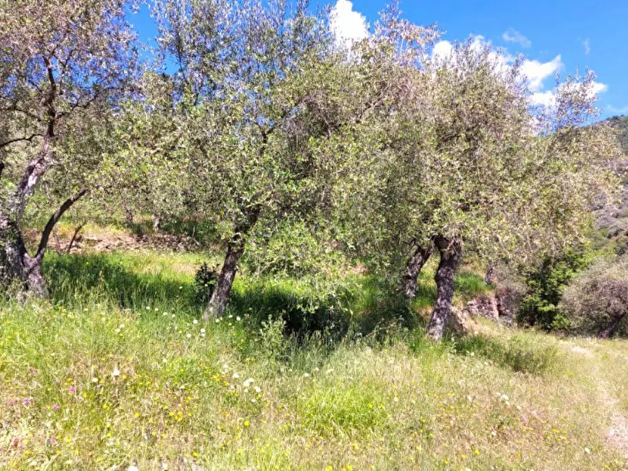 Immagine 6 di Terreno in vendita  in Strada Provinciale 45, N. snc a Pietrabruna