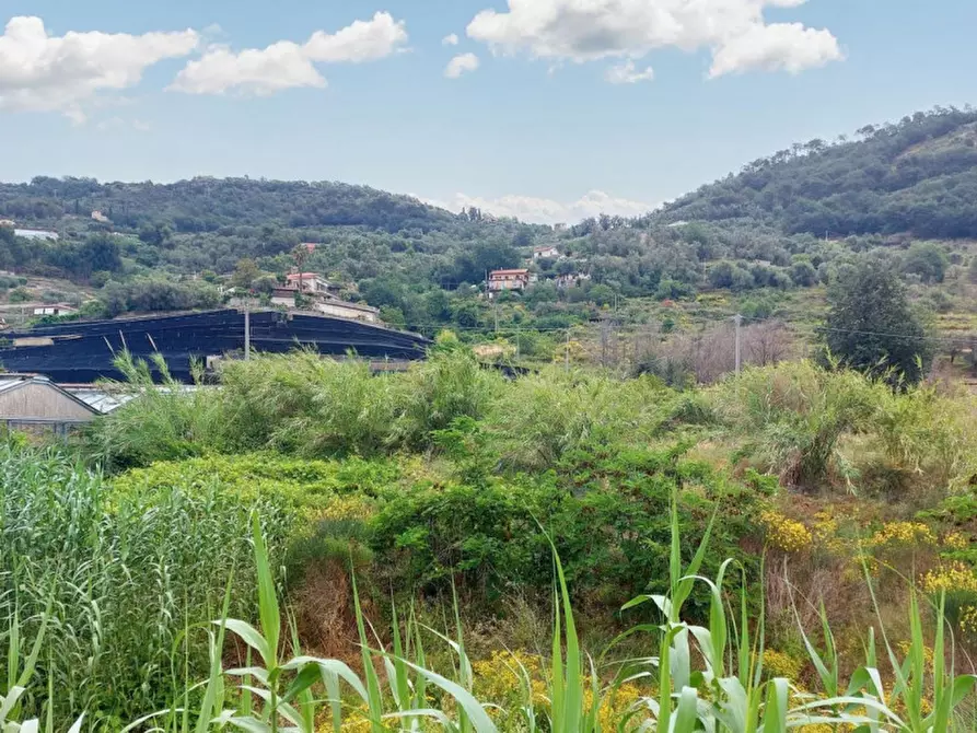 Immagine 5 di Terreno in vendita  in SP 59, N. snc a Vallecrosia