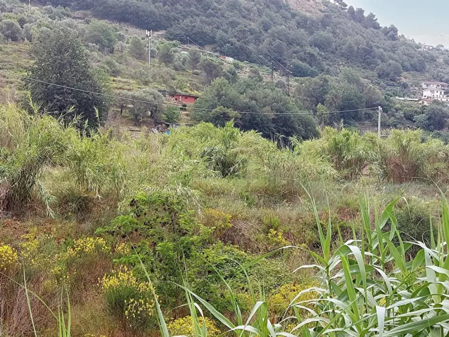 Immagine 6 di Terreno in vendita  in SP 59, N. snc a Vallecrosia