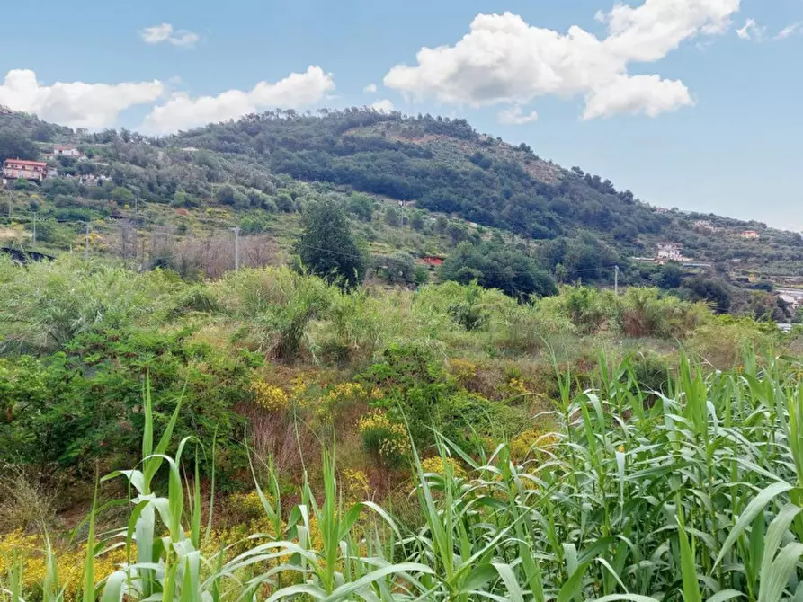 Immagine 7 di Terreno in vendita  in SP 59, N. snc a Vallecrosia