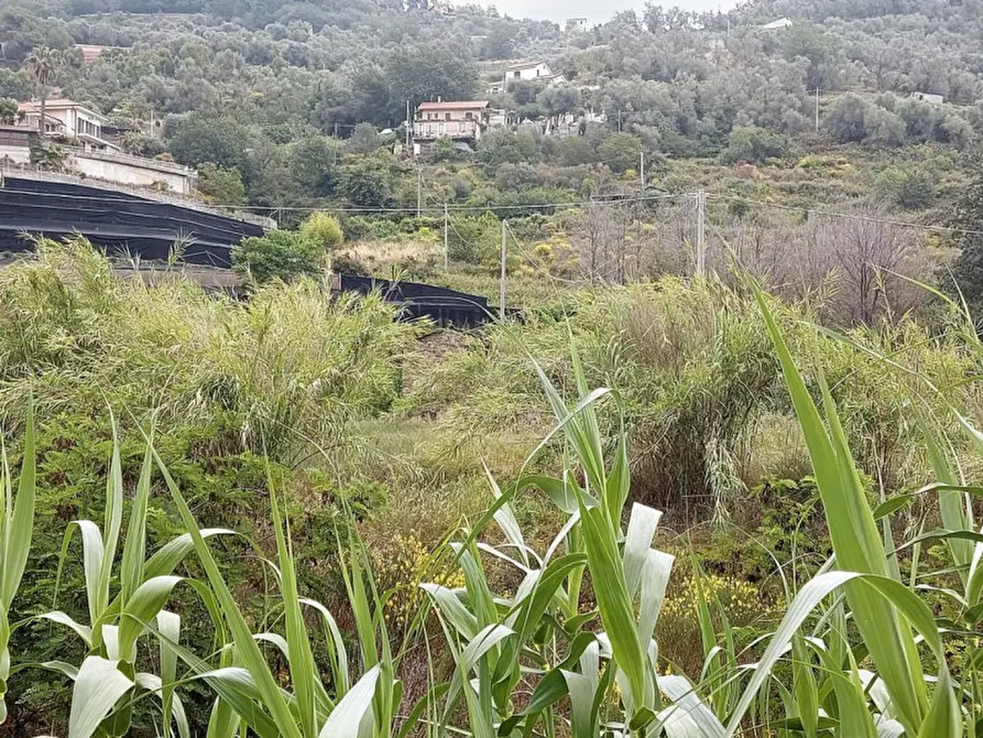 Immagine 8 di Terreno in vendita  in SP 59, N. snc a Vallecrosia