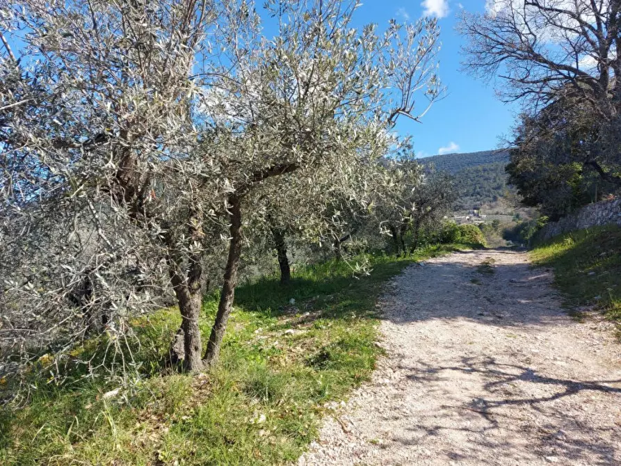 Immagine 6 di Terreno in vendita  in Via delle Torrette, N. snc a Campello Sul Clitunno