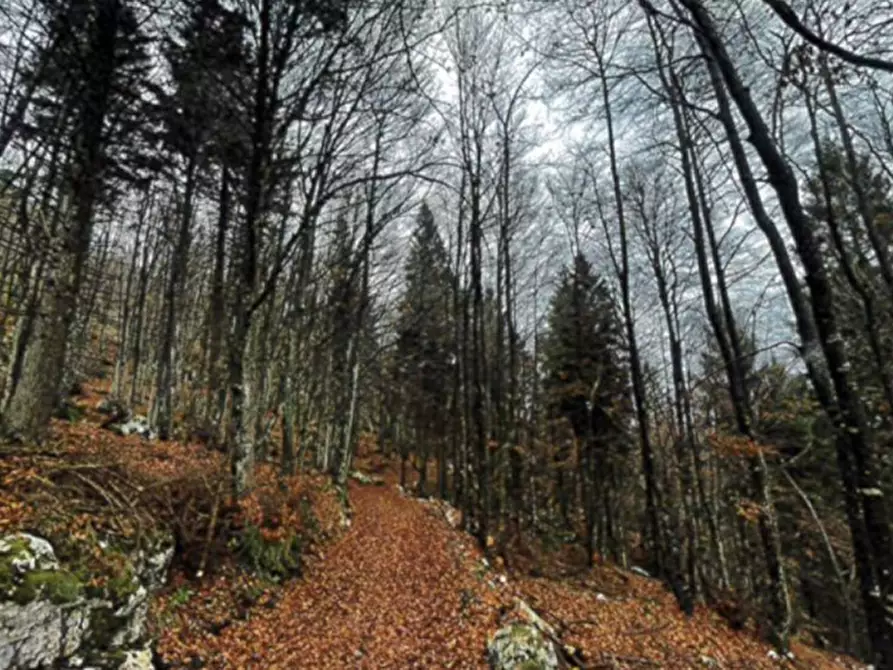 Immagine 2 di Terreno in vendita  in Monte Cengio, N. snc a Cogollo Del Cengio