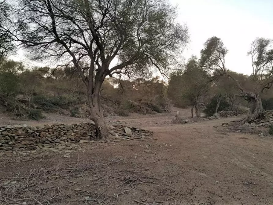 Immagine 14 di Terreno in vendita  in Porto di Piscinnì a Domus De Maria