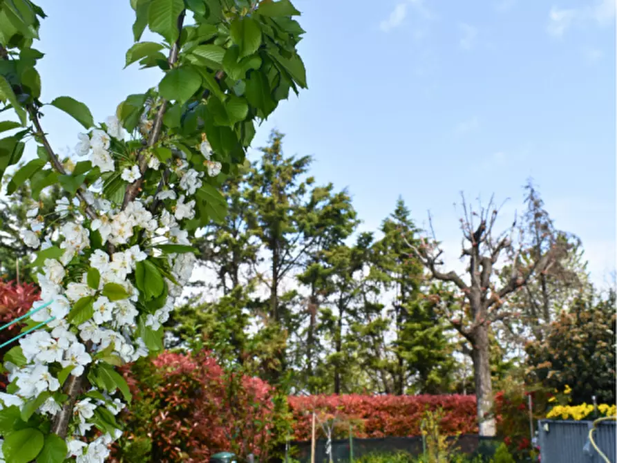 Immagine 61 di Appartamento in vendita  in Via Padre E. Balducci 6 collecchio a Collecchio