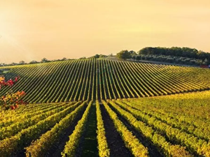Immagine 4 di Terreno in vendita  in Via Gombion a Caldiero