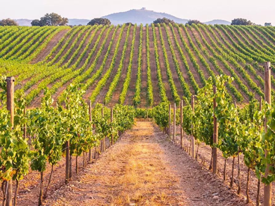 Immagine 5 di Terreno in vendita  in Via Gombion a Caldiero