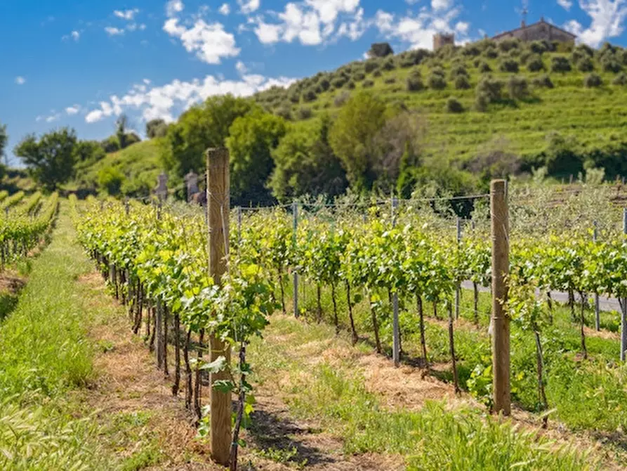 Immagine 6 di Terreno in vendita  in Via Gombion a Caldiero