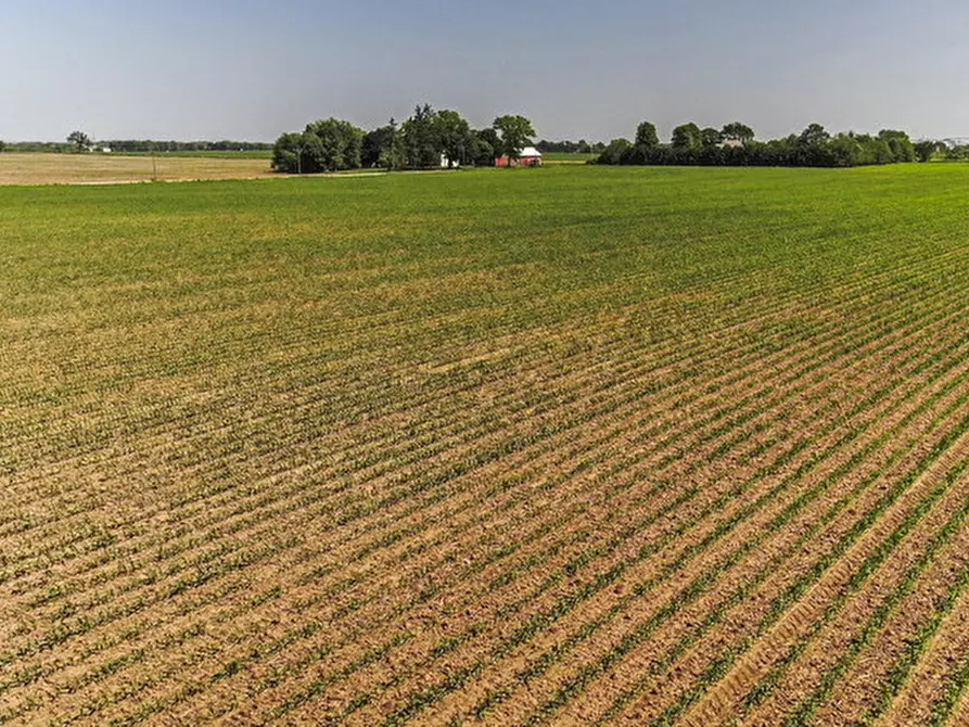 Immagine 2 di Terreno in vendita  in Quartiere della Fornace a Conselve
