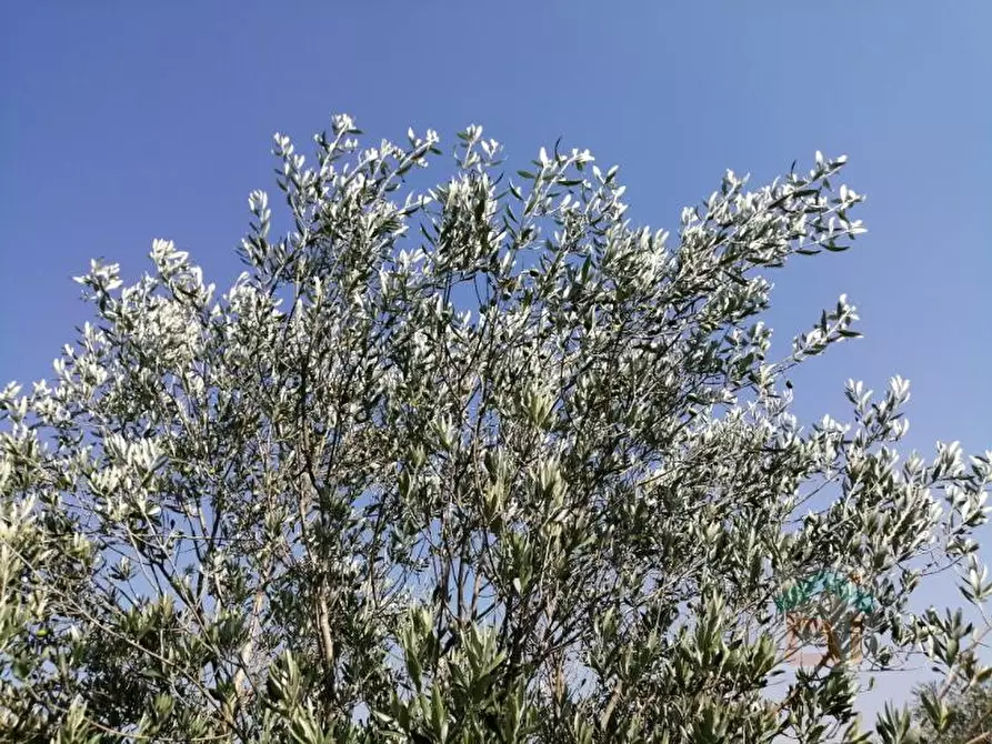 Immagine 10 di Terreno in vendita  in via villa snc a Bagnaria Arsa