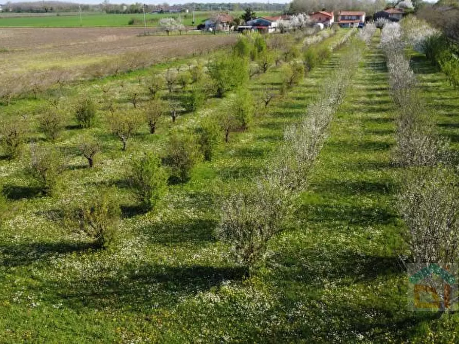 Immagine 17 di Terreno in vendita  in via villa snc a Bagnaria Arsa