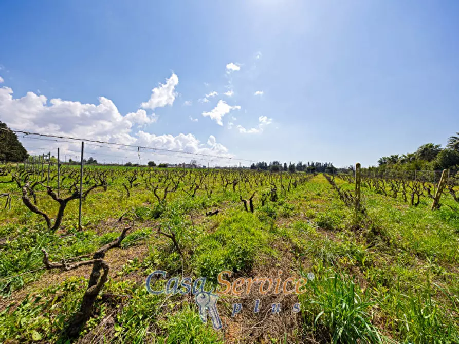 Immagine 10 di Terreno in vendita  in Via Provinciale per Alezio a Sannicola