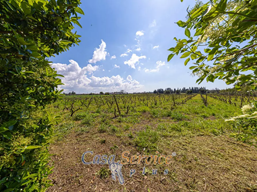 Immagine 14 di Terreno in vendita  in Via Provinciale per Alezio a Sannicola