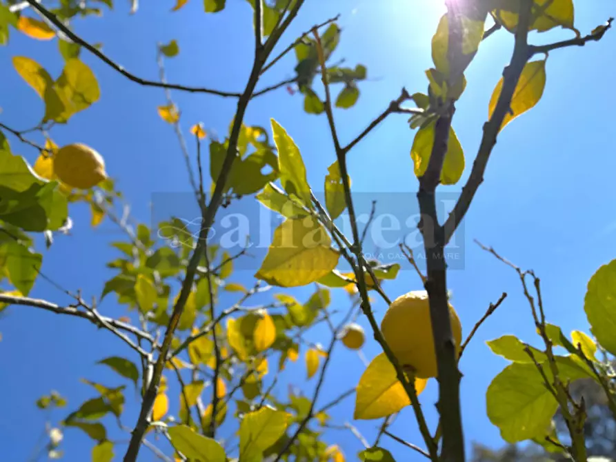 Immagine 26 di Casa bifamiliare in vendita  a Castiglione Della Pescaia