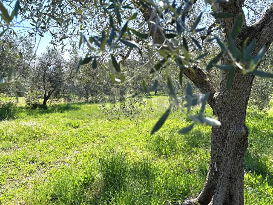 Immagine 28 di Casa bifamiliare in vendita  a Castiglione Della Pescaia