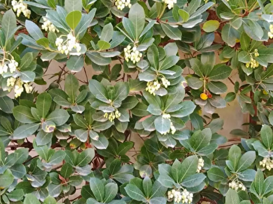 Immagine 62 di Villa in vendita  in Via Montanara 68 a Sava