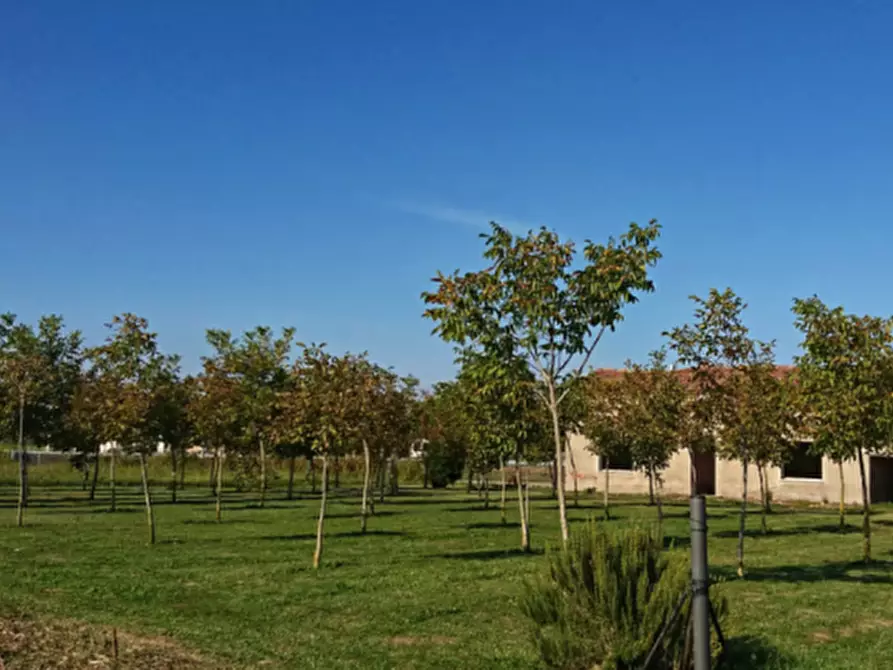 Immagine 5 di Rustico / casale in vendita  a Badia Polesine