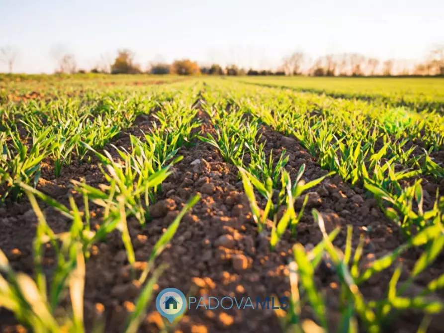 Immagine 3 di Terreno in vendita  in Quartiere della Fornace a Conselve