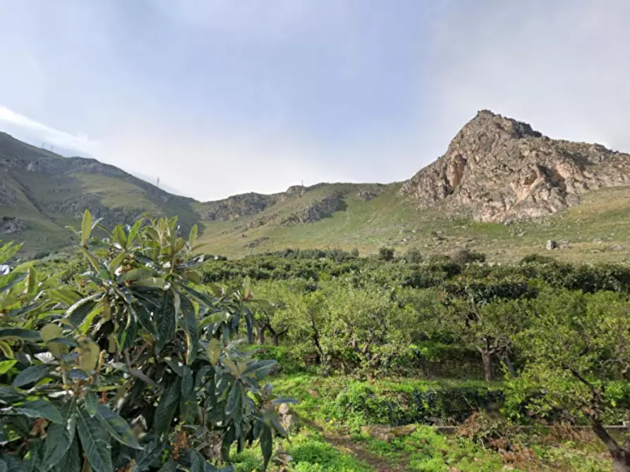 Immagine 3 di Terreno in vendita  in Località Ciaculli, N. snc a Palermo