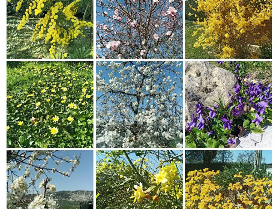 Immagine 60 di Villa in vendita  a Fano