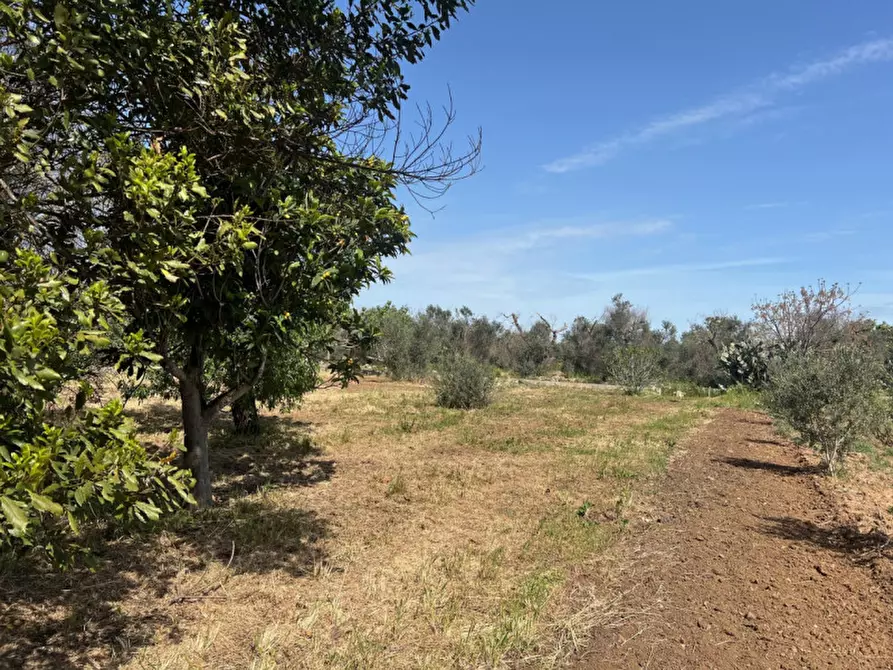 Immagine 3 di Terreno in vendita  in Strada Vicinale Bon Amì a Matino