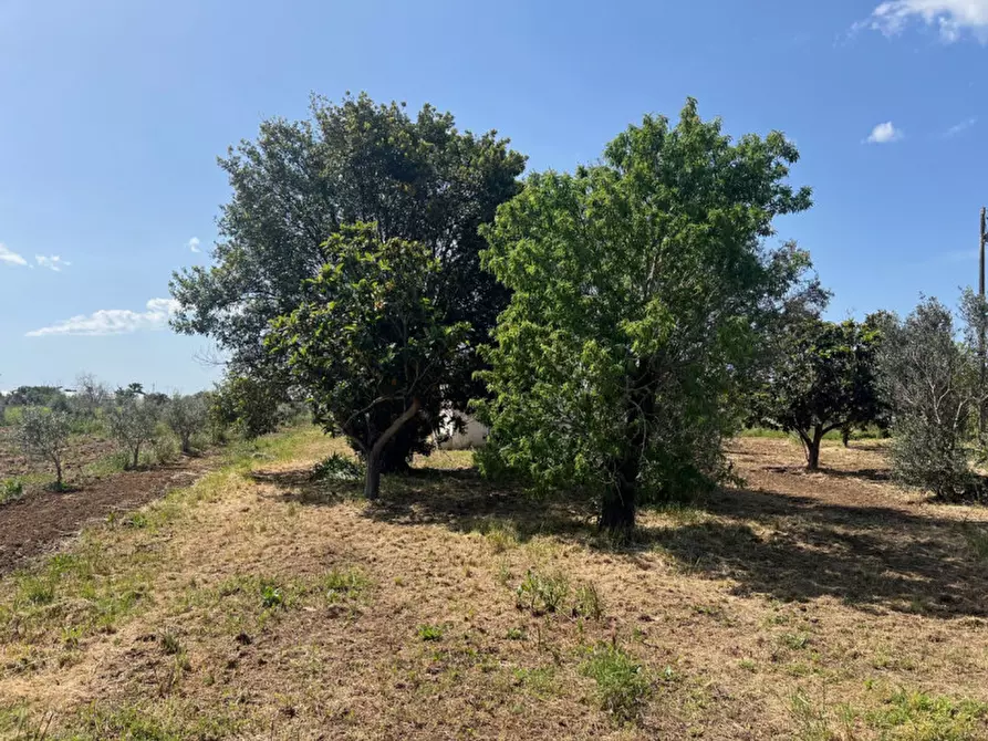 Immagine 4 di Terreno in vendita  in Strada Vicinale Bon Amì a Matino