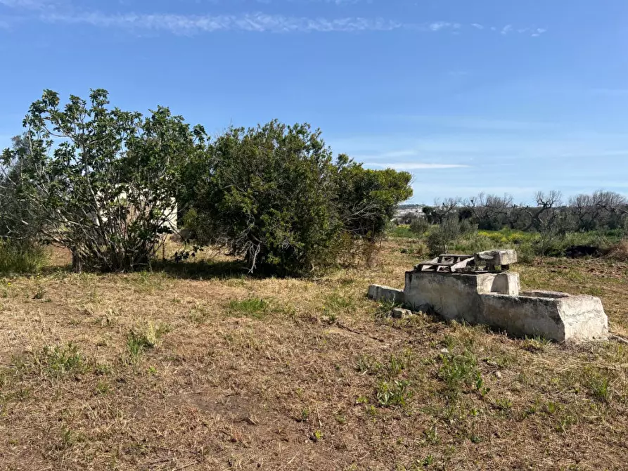 Immagine 5 di Terreno in vendita  in Strada Vicinale Bon Amì a Matino