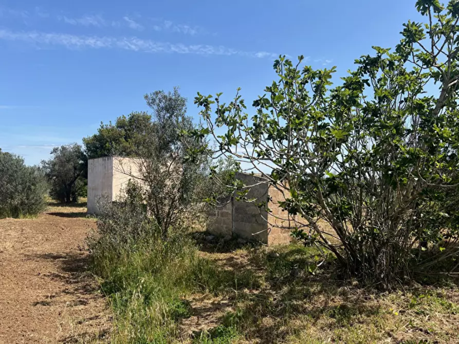 Immagine 6 di Terreno in vendita  in Strada Vicinale Bon Amì a Matino