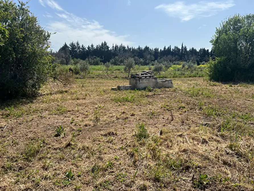 Immagine 7 di Terreno in vendita  in Strada Vicinale Bon Amì a Matino