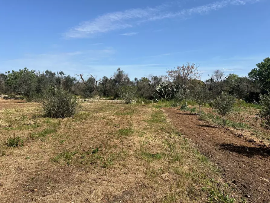 Immagine 8 di Terreno in vendita  in Strada Vicinale Bon Amì a Matino