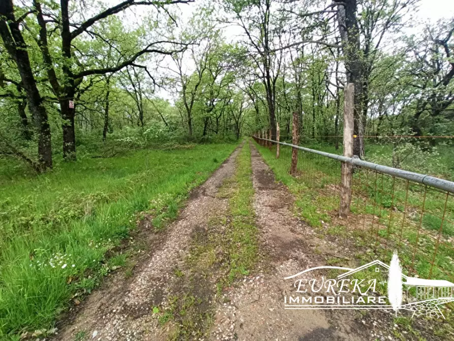 Immagine 8 di Terreno in vendita  a Castiglione Del Lago