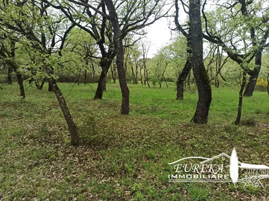 Immagine 11 di Terreno in vendita  a Castiglione Del Lago