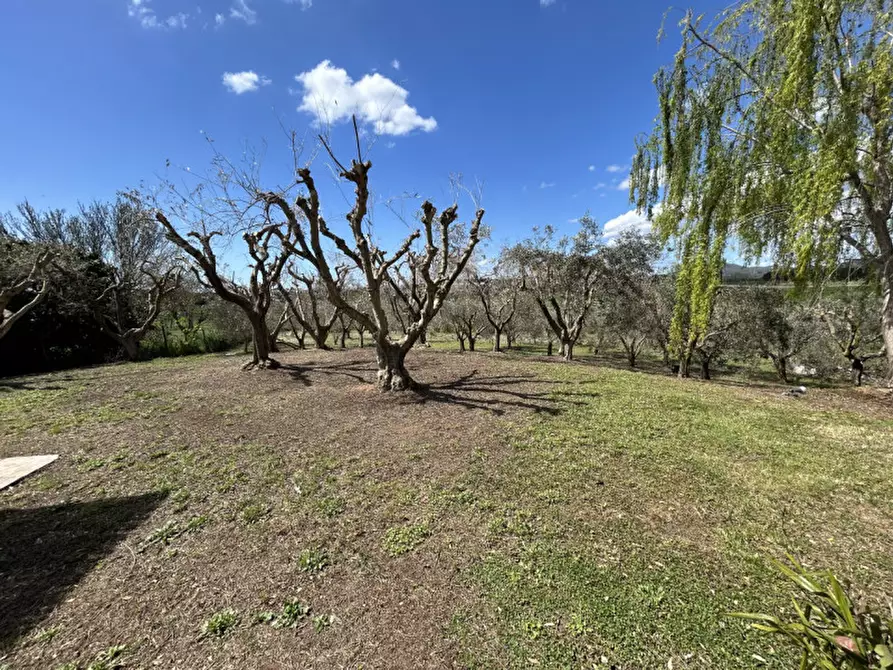 Immagine 19 di Villa in affitto  in strada del 33 a Capalbio