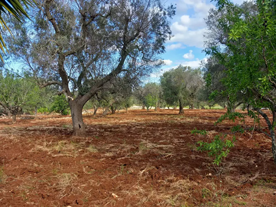 Immagine 13 di Rustico / casale in vendita  in C.da Madonna Piccola a Ceglie Messapico