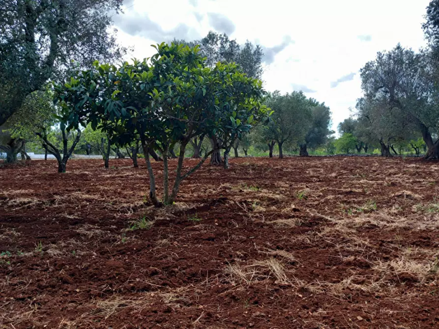 Immagine 14 di Rustico / casale in vendita  in C.da Madonna Piccola a Ceglie Messapico