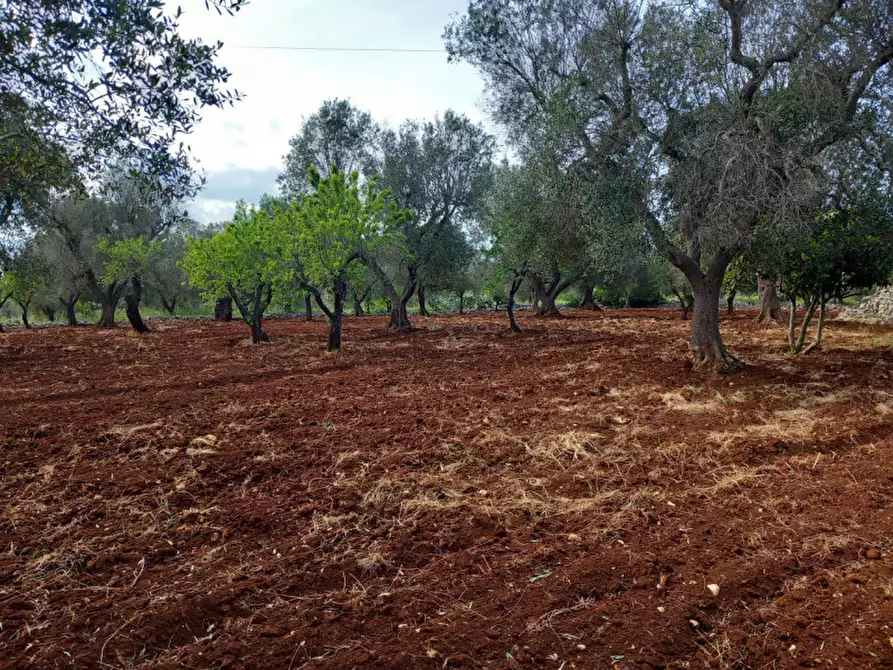 Immagine 16 di Rustico / casale in vendita  in C.da Madonna Piccola a Ceglie Messapico