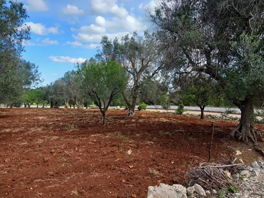 Immagine 17 di Rustico / casale in vendita  in C.da Madonna Piccola a Ceglie Messapico