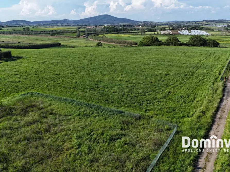 Immagine 4 di Rustico / casale in vendita  in Selva nera a Capalbio