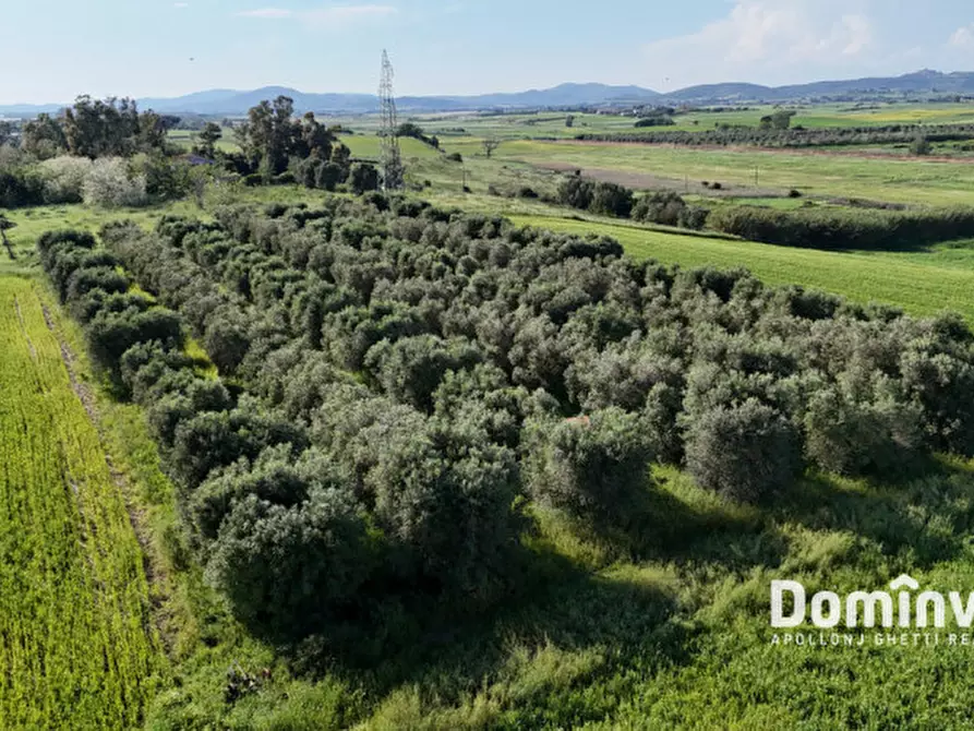 Immagine 5 di Rustico / casale in vendita  in Selva nera a Capalbio