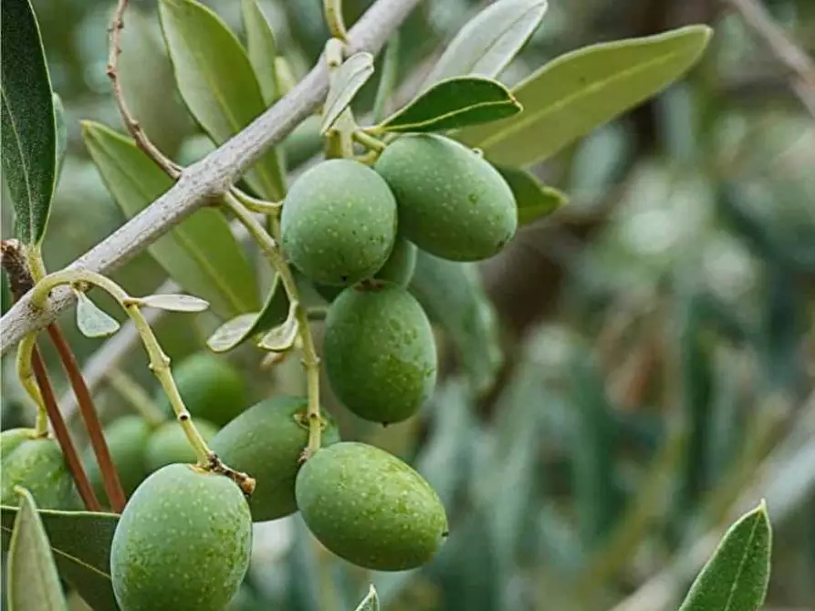 Immagine 2 di Rustico / casale in vendita  a Caltrano
