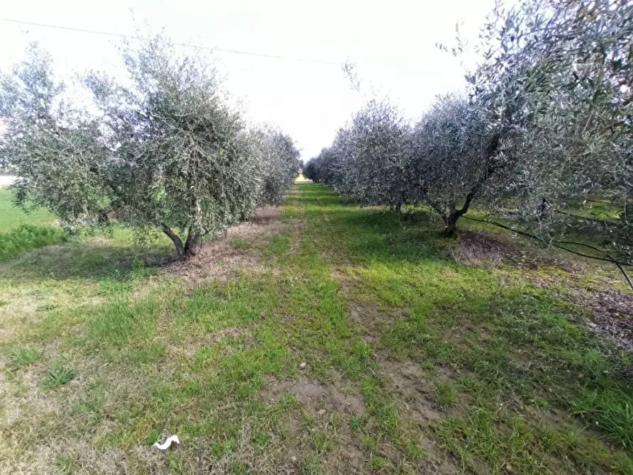 Immagine 2 di Terreno in vendita  in Sanfatucchio a Castiglione Del Lago