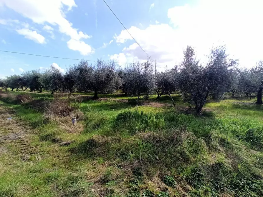 Immagine 3 di Terreno in vendita  in Sanfatucchio a Castiglione Del Lago