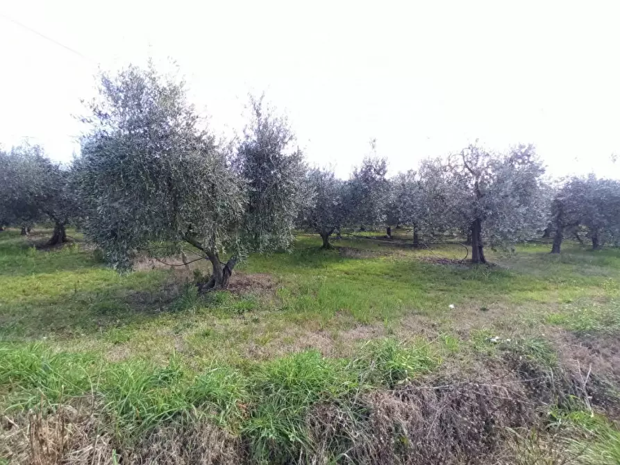 Immagine 6 di Terreno in vendita  in Sanfatucchio a Castiglione Del Lago