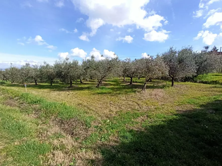 Immagine 9 di Terreno in vendita  in Sanfatucchio a Castiglione Del Lago