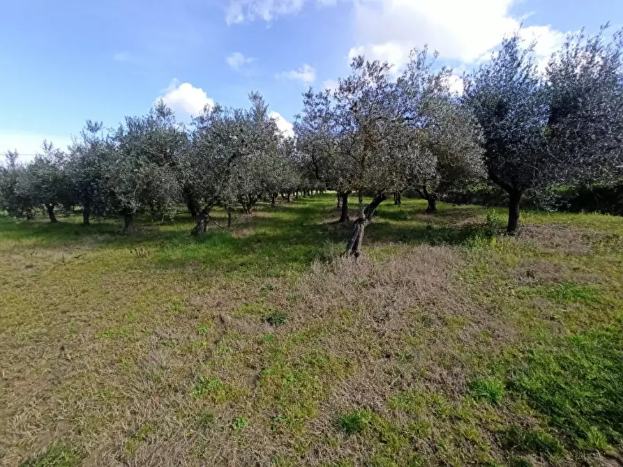 Immagine 10 di Terreno in vendita  in Sanfatucchio a Castiglione Del Lago