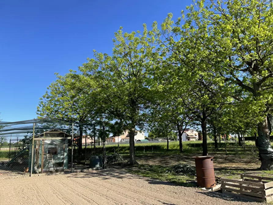 Immagine 7 di Casa indipendente in vendita  in via roma a Arzergrande