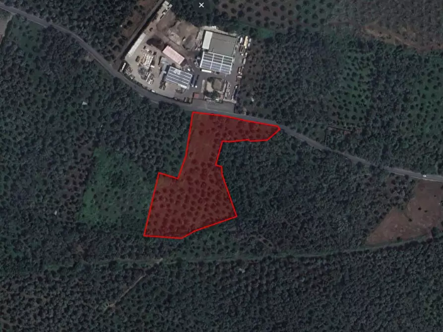 Immagine 6 di Terreno in vendita  in Strada Provinciale 1 di Gioia Tauro e Locri, Taurianova RC, Italia, Località Ascone a Cittanova
