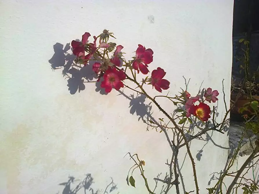 Immagine 19 di Rustico / casale in affitto  a San Michele Salentino